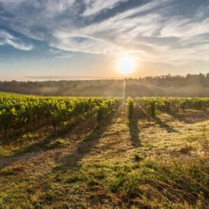 Le parole dell'enogastronomia: cibo, vino e territorio