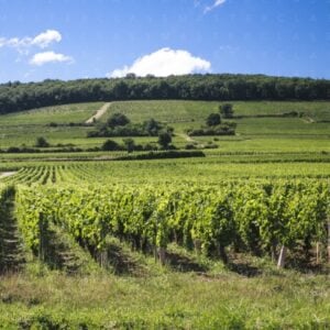 Il Beaujolais: il tesoro invisibile - Roma