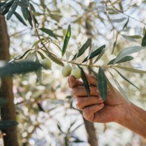 EVOO Business Management